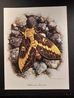 Brazilian horned devil - vlinder Carl Brenders Wildlife Art, 1960 tot 1980, Verzenden, Zo goed als nieuw, Dier