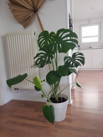 Monstera gatenplant incl pot beschikbaar voor biedingen
