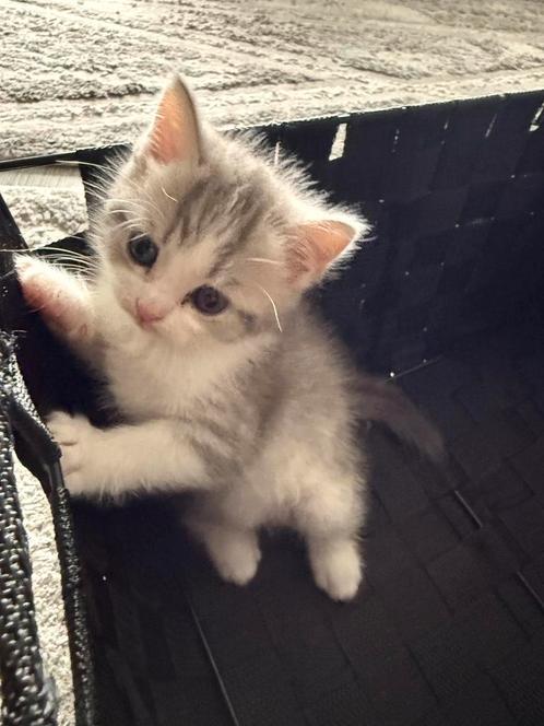 Britse langhaar kitten en moederpoes, Dieren en Toebehoren, Katten en Kittens | Overige Katten, Langharig, Poes, 0 tot 2 jaar