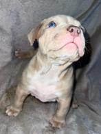Xxl American bully puppies merle, Dieren en Toebehoren, Honden | Bulldogs, Pinschers en Molossers, 8 tot 15 weken, Bulldog, Meerdere