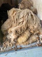 Drentse heideschaap wol, Dieren en Toebehoren, Meerdere dieren, Schaap