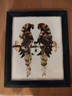 Papagaaien van vlinder vleugels, Ophalen of Verzenden