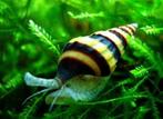 Helena slakken, Dieren en Toebehoren, Vissen | Aquariumvissen, Slak of Weekdier, Zoetwatervis, Schoolvis