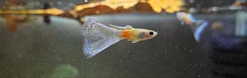 Guppen(guppy)mannen en vrouwen(aquarium/vis/levendbarend) beschikbaar voor biedingen