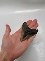 Megalodon tand, Ophalen of Verzenden
