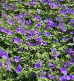Geranium Johnson Blue | Ooievaarsbek | C2, Overige soorten, Vaste plant, Ophalen of Verzenden, Halfschaduw