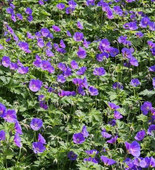 Geranium Johnson Blue | Ooievaarsbek | C2, Tuin en Terras, Planten | Tuinplanten, Vaste plant, Overige soorten, Halfschaduw, Zomer