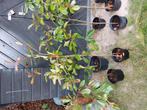 Potinia Red Robin, Halfschaduw, Overige soorten, 100 tot 250 cm, Ophalen