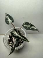 Alocasia bambino pink variegata, Huis en Inrichting, Kamerplanten, Ophalen of Verzenden, Halfschaduw, Minder dan 100 cm