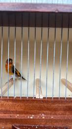 Bastaard outter x kapoetsensijs, Dieren en Toebehoren, Vogels | Overige Vogels, Mannelijk, Wildzangvogel, Geringd