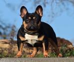 Franse bulldog dekreu tricolor, Dieren en Toebehoren, 1 tot 2 jaar, Reu, Nederland, Eén hond