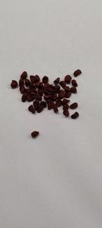 Crocosmia 'Lucifer' zaden zaad zaadjes. Montbretia, Tuin en Terras, Bloembollen en Zaden, Ophalen of Verzenden, Voorjaar, Halfschaduw