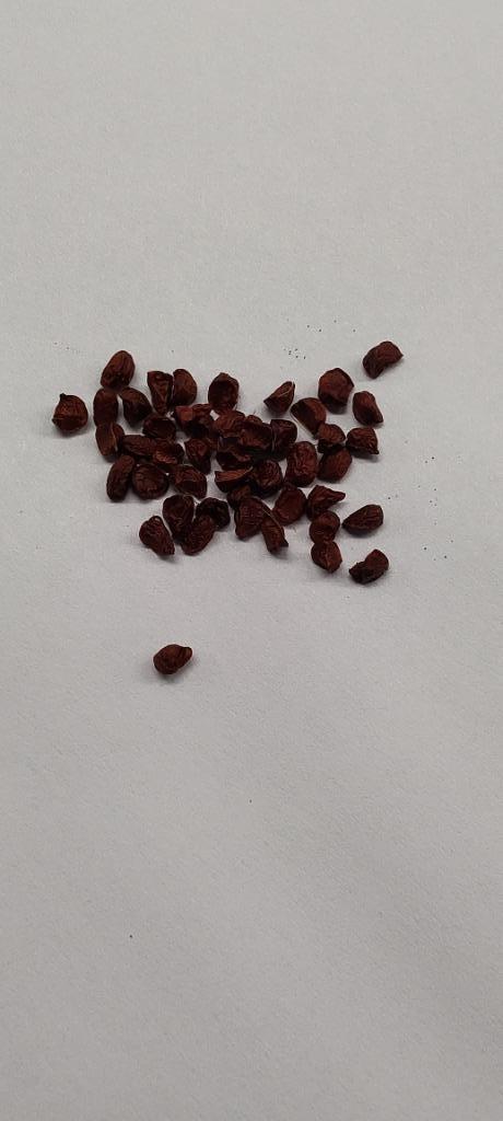 Crocosmia 'Lucifer' zaden zaad zaadjes. Montbretia, Tuin en Terras, Bloembollen en Zaden, Zaad, Voorjaar, Halfschaduw, Ophalen of Verzenden