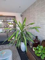 Prachtige kamerplant, Huis en Inrichting, Kamerplanten, Ophalen, Overige soorten, Halfschaduw, 150 tot 200 cm