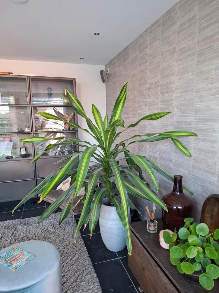 Prachtige kamerplant, Huis en Inrichting, Kamerplanten, Overige soorten, 150 tot 200 cm, Groene kamerplant, Halfschaduw, Ophalen