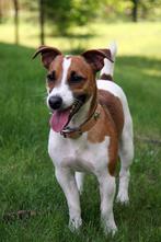 Gezocht: Jack Russell/Parson Russel Terrier, pup, gladharig, Dieren en Toebehoren, Honden | Niet-rashonden, Nederland, Reu, 8 tot 15 weken