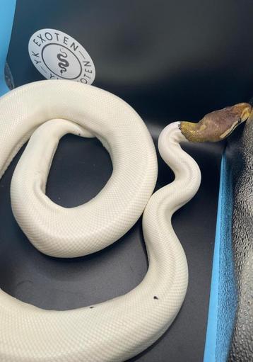 Koningspython Fire Pastel Cinnamon Piebald kweekvrouw beschikbaar voor biedingen