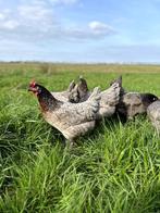 Jonge tamme Bleu de landes kippen hennen gesekst en ingeënt