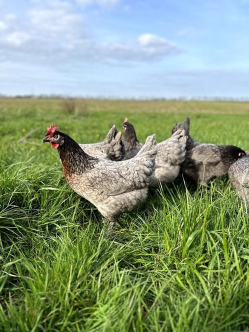 Jonge tamme Bleu de landes kippen hennen gesekst en ingeënt, Dieren en Toebehoren, Pluimvee, Kip, Vrouwelijk