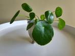 Pannekoekplant inclusief pot keramiek, Ophalen, Overige soorten, Minder dan 100 cm