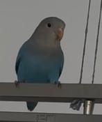 Agapornis/ dwergpapegaai zoekt nieuw thuis!!, Dieren en Toebehoren, Geslacht onbekend, Dwergpapegaai of Agapornis