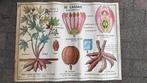 Oude schoolposters, Ophalen, A1 t/m A3, Rechthoekig Staand