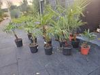 Trachycarpus Fortunei Palmbomen 40 eu ps vaste prijs, Volle zon, Vaste plant, Bloeit niet, Ophalen
