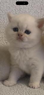 Britskorthaar kittens., Dieren en Toebehoren, Katten en Kittens | Raskatten | Korthaar, Meerdere dieren