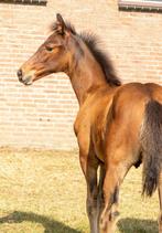 Te koop hengstveulen uit interessante merrielijn, Dieren en Toebehoren, Paarden, Dressuurpaard, 0 tot 2 jaar, Hengst, Onbeleerd