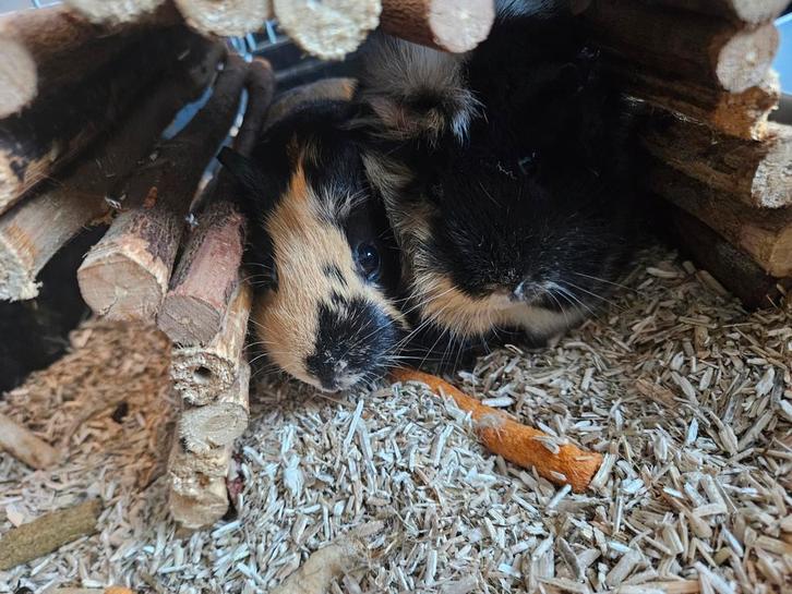 Aangeboden goed huisje, Dieren en Toebehoren, Knaagdieren, Meerdere dieren, Cavia, Januari