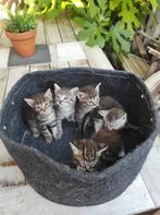 Katten ter adoptie, Dieren en Toebehoren, Katten en Kittens | Raskatten | Korthaar