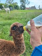 Te koop 2 fles alpaca s, Dieren en Toebehoren, Juli, Mannelijk
