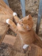 Uniek rood katertje met zwart vlekje op het pootje, Dieren en Toebehoren, Kater