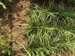 Siergrassen Carex, Ophalen, Vaste plant, Siergrassen, Bloeit niet