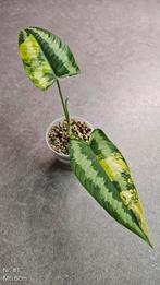 Schismatoglottis Wallichii Variegata #1, Ophalen of Verzenden, Overige soorten, Minder dan 100 cm
