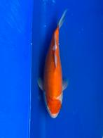Doitsu kohaku, Dieren en Toebehoren, Vissen | Vijvervissen, Karper of Koi