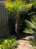 Palmbomen Trachycarpus, Ophalen