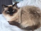 Lieve Chanel, Dieren en Toebehoren, Poes