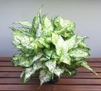 Aglaonema Ivory Jade XL | Ø19cm H50cm, Huis en Inrichting, Kamerplanten, Ophalen of Verzenden