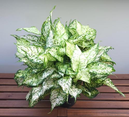 Aglaonema Ivory Jade XL | Ø19cm H50cm, Huis en Inrichting, Kamerplanten, Ophalen of Verzenden