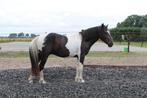 Heel aanhankelijke Superlieve D pony (nette prijs), Dieren en Toebehoren, Pony's, Ruin, D pony (1.37m tot 1.48m), Gechipt, 0 tot 2 jaar