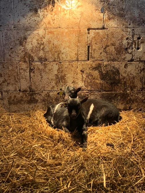 2 jonge dwerggeitjes te koop lakenvelders, Dieren en Toebehoren, Schapen, Geiten en Varkens, Geit, Meerdere dieren, 0 tot 2 jaar