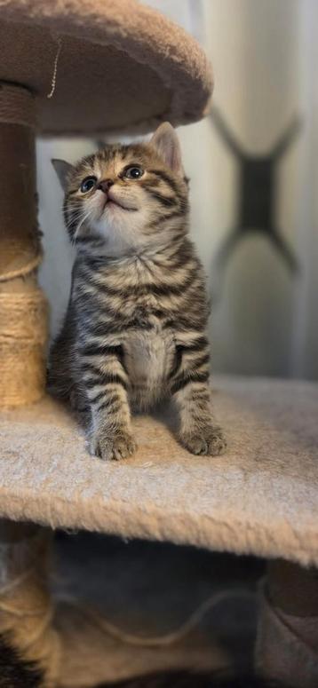 Kittens  beschikbaar voor biedingen