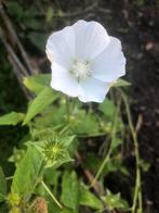 Lavatera Malva zaden, Ophalen of Verzenden, Voorjaar, Volle zon, Zaad