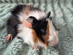 Jong Borstel driekleur cavia zeugje., Cavia, Juli, Vrouwelijk, Tam