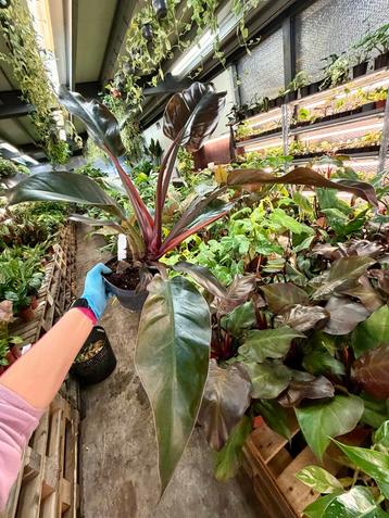 Philodendron Imperial Red p14 beschikbaar voor biedingen