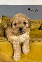 Boomer x Labradoodle mini pups, Dieren en Toebehoren, Nederland, Overige rassen, 8 tot 15 weken, Meerdere