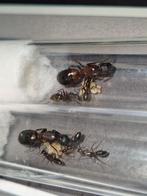 Camponotus barbaricus 1q 2-4w / ants mieren mierenkolonie, Dieren en Toebehoren, Insecten en Spinnen, Mieren