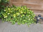 Vaste plant skimmia bloem tuin, Ophalen, Overige soorten, Minder dan 100 cm
