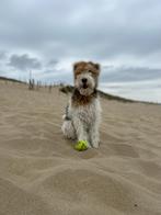 Oppas gevraagd voor Foxterrier, Diensten en Vakmensen, Dieren | Honden | Verzorging, Oppas en Les, Particuliere oppas